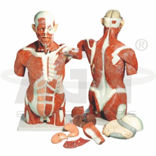 Human Torso With Muscles