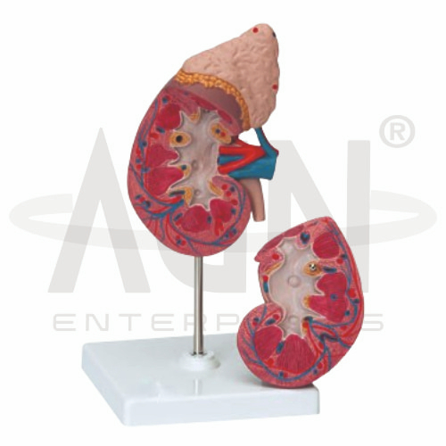 Kidney With Adrenal Gland