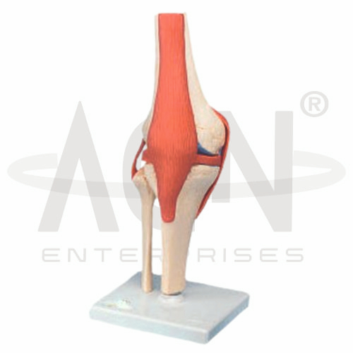 Knee Joints Set