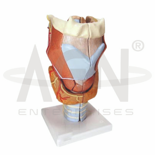 Larynx Model