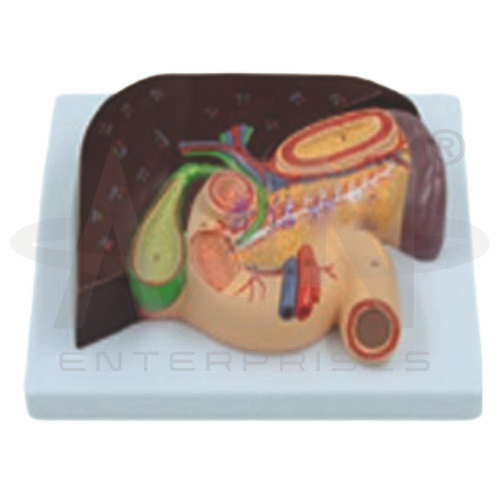Liver & Gallbladder (Pancreas & Duodenum)