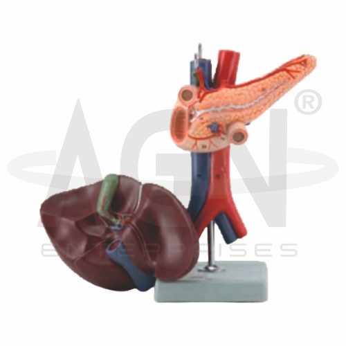 Liver Pancreas And Duodenum