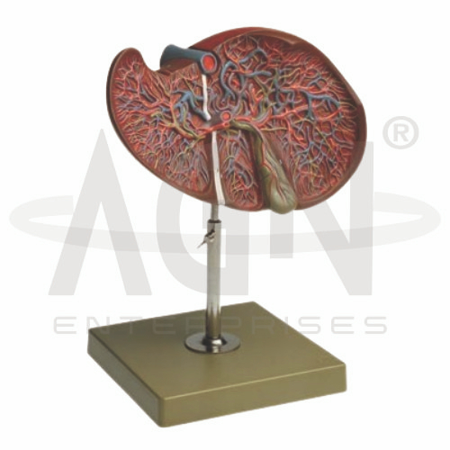Liver Section With Gallbladder