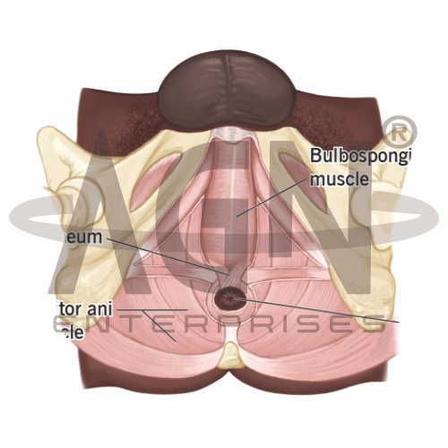 MALE PERINEUM