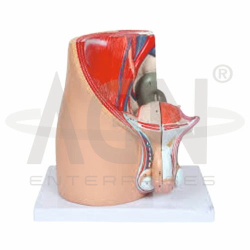 Male Pelvis (4 Parts)