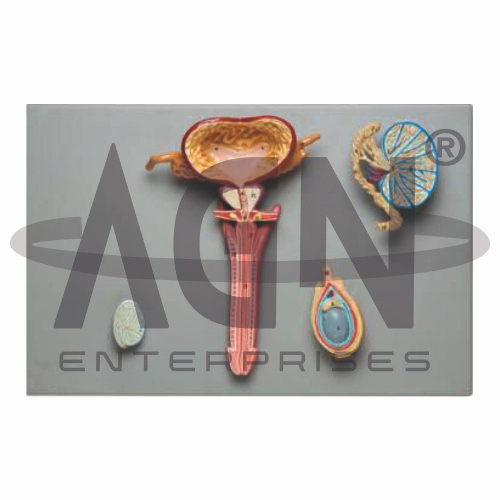 Male Reproductive System