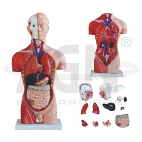 Male Torso 13 Parts, Fibre