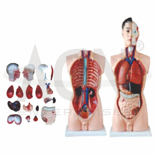 Male Torso 19 Parts, Fibre