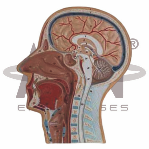 Median Section Of Head (relief Model)
