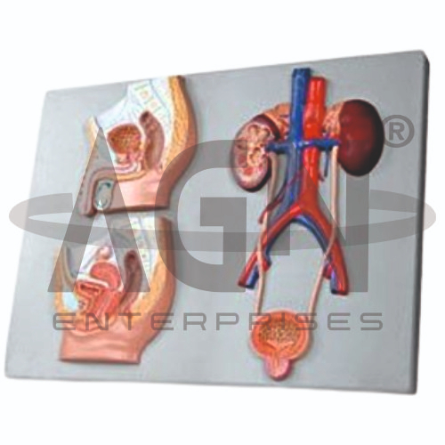 Median Section Of Male & Female Urinary Tracts