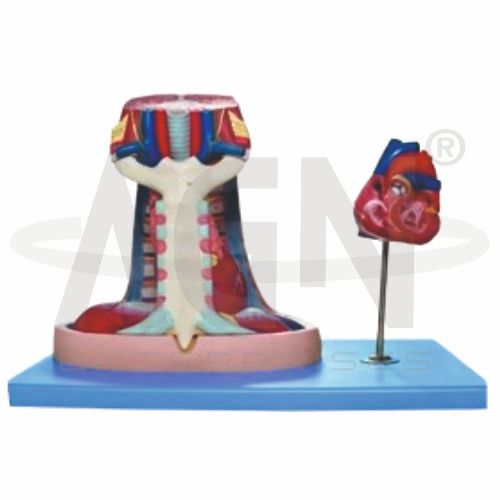 Mediastinum