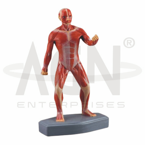 Mini Muscular Figure