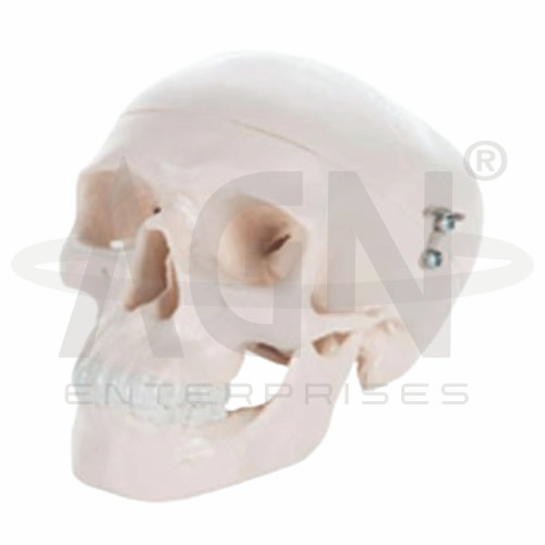 Mini Skull