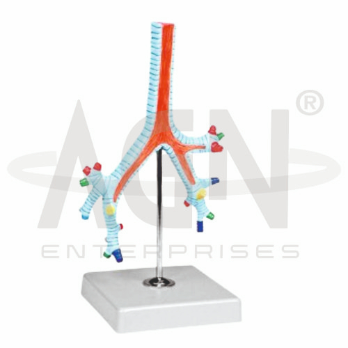 Model Of Segmental Bronchi