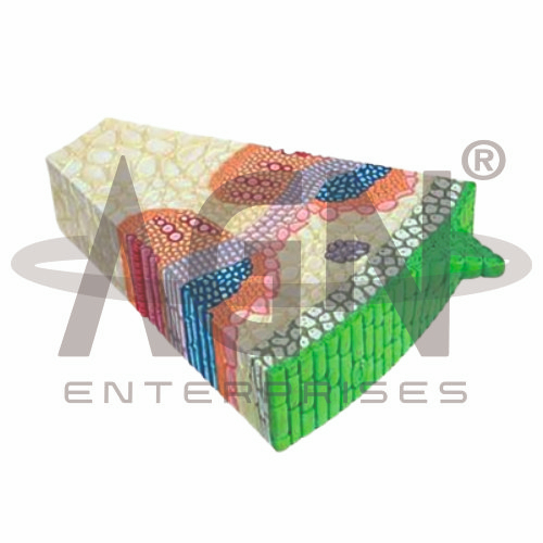 Monocot Leaf Section (zea Mays)