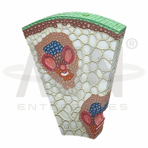 Monocot Stem Section (zea Mays)