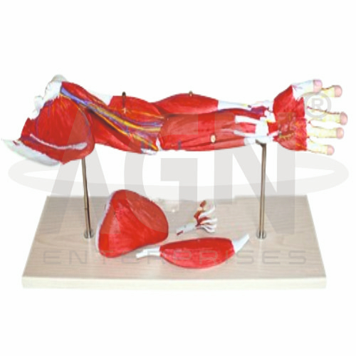 Muscles Of The Human Arm