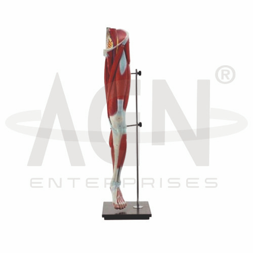 Muscles Of The Human Leg