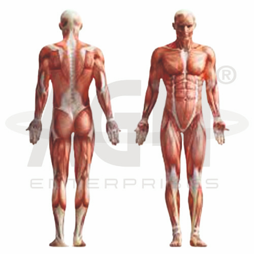Muscular Body