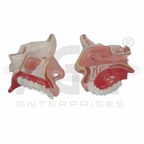 Nasal Cavity