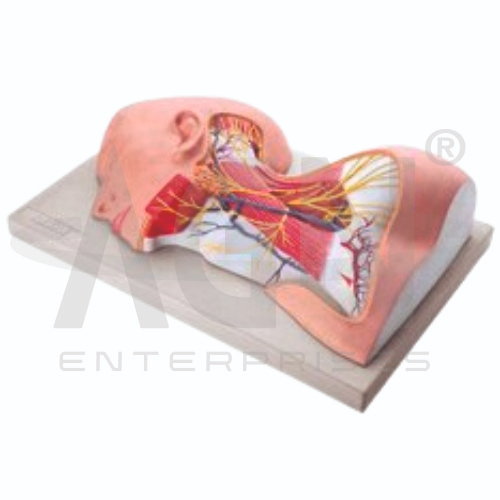 Nerves Of Neck Region