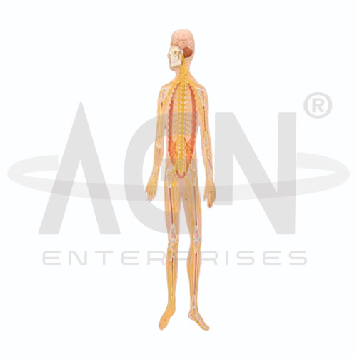 Nervous System
