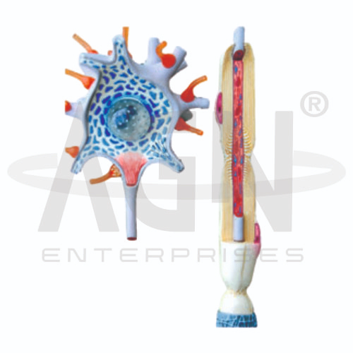 Neuron
