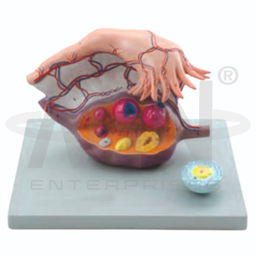 Ovary Structure