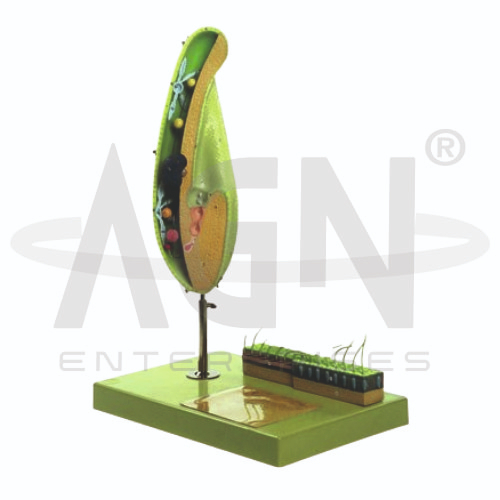 Paramecium Model