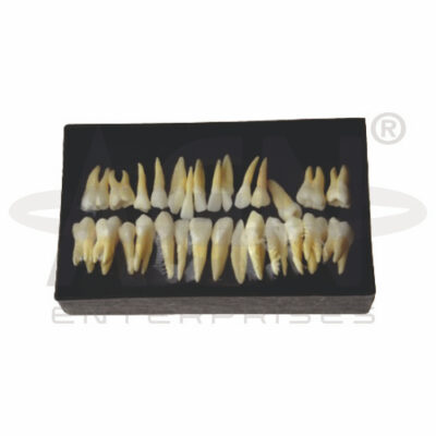 Permanent Teeth