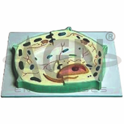 Plant Cell
