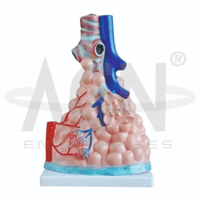Pulmonary Alveoli Model