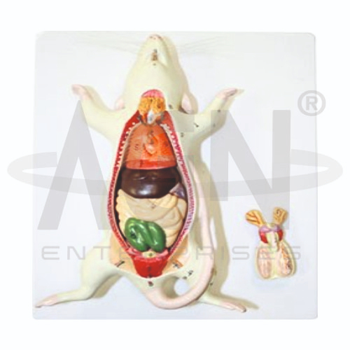 Rat Dissection Model