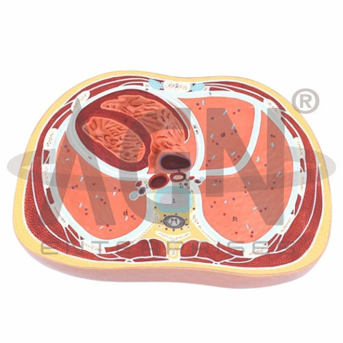 SCHEMATIC CROSS SECTION THROUGH THORAX (T8)