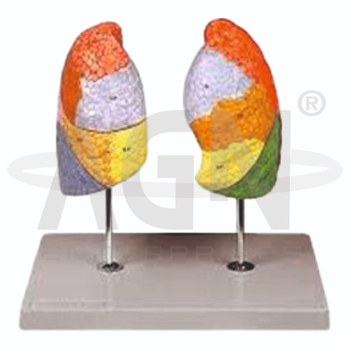 Segmental Lungs