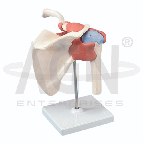 Shoulder Joint