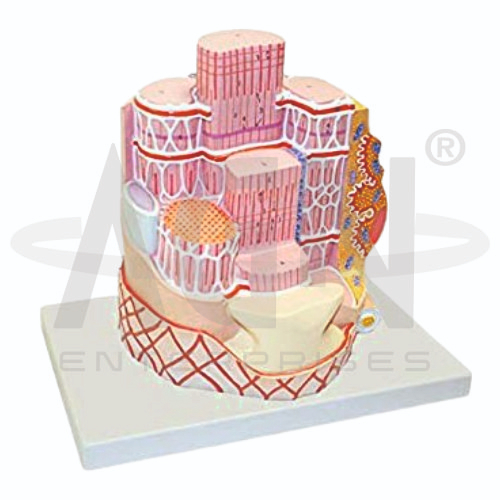 Skeletal Muscle Fiber