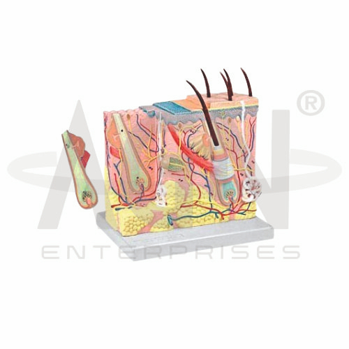 Skin Model (70X Life Size)