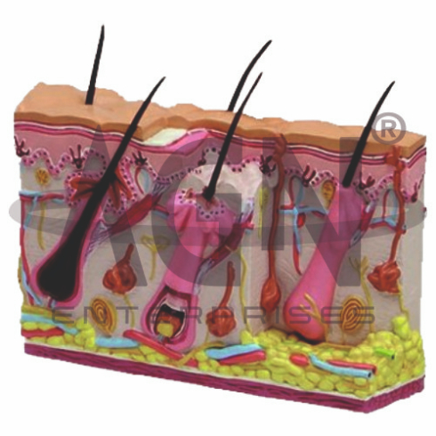Skin Section
