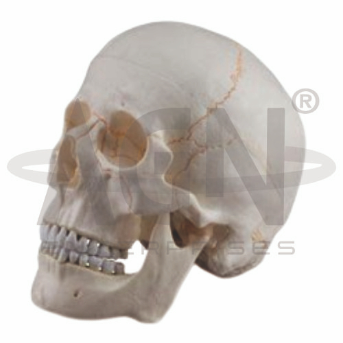 Skull With Blood Vessels (3 Parts)