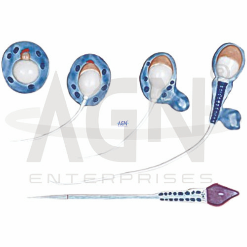 Spermatogenesis