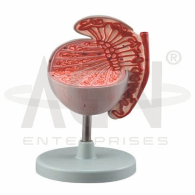 Testis (3.5x Life Size)