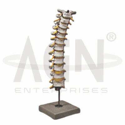 Thoracic Spinal Column