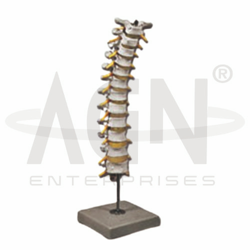 Thoracic Spinal Column