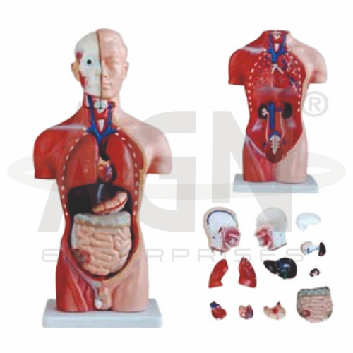 Torso 15 Parts, Fibre