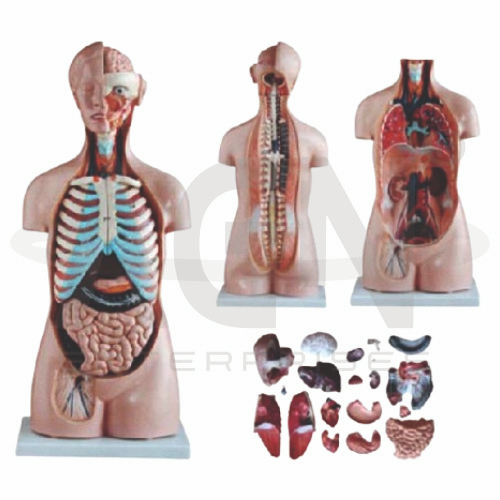 Tri-sex Torso 21 Parts, Fibre