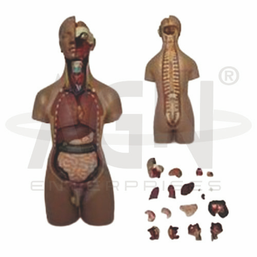 Unisex Torso 20 Parts, Fibre