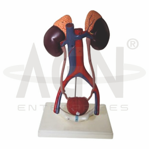 Urinary System