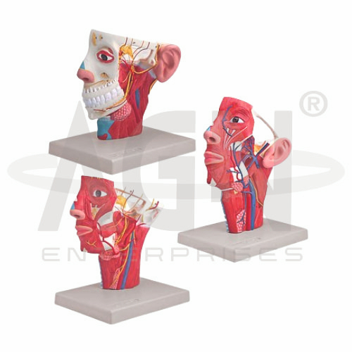 Veins of Head/Arteries of Head/nerves of Head