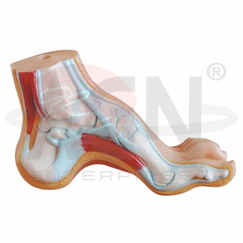 ARCHED FOOT